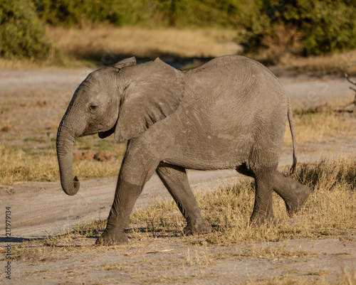 Baby elephant walks alone in short grass