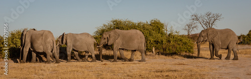 Family of elephants walks along river edge