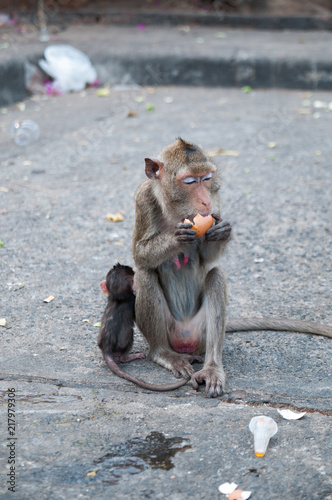 Portrait of rhesus macaque monkey 