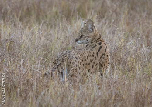 Sevale cat briefly looks behing him  while stalking in short dry grass