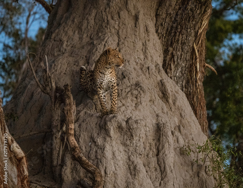 A leopard climbs partly up a baobab tree to get a further view while looking for prey