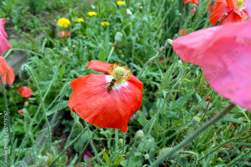 Honey bee pollinating a poppy flower in the meadow. photo