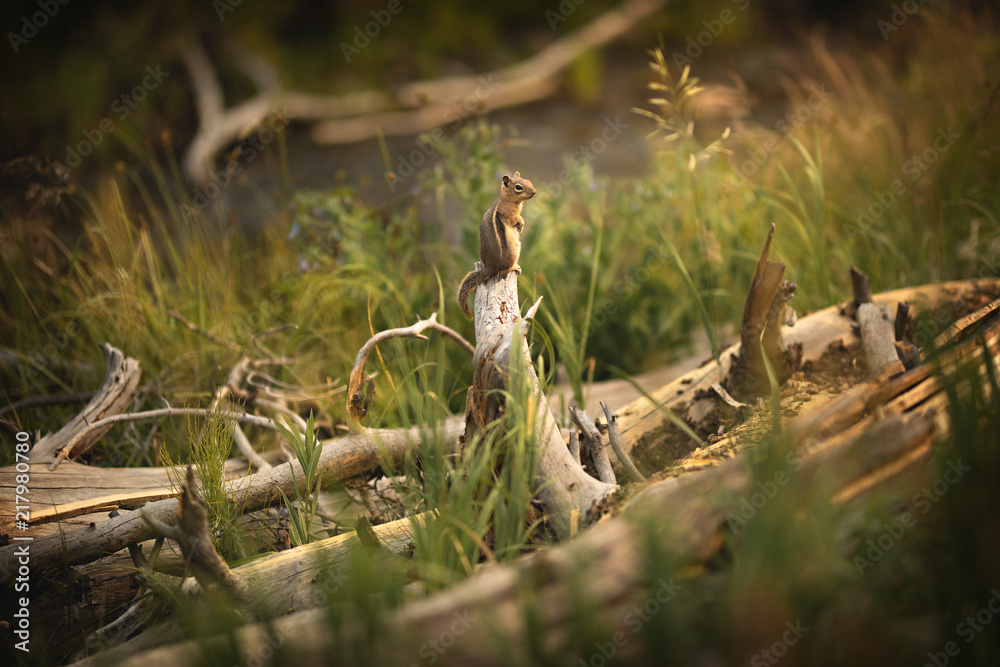 Portrait of a Chipmunk