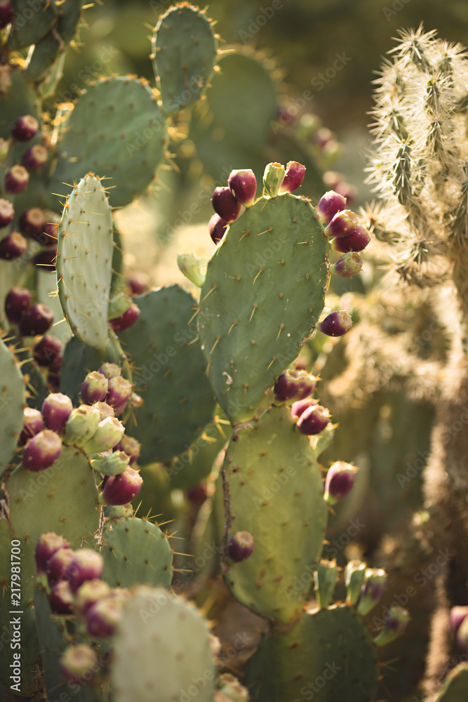 Portrait of a Prickly Pear Portrait of a Prickly Pear
