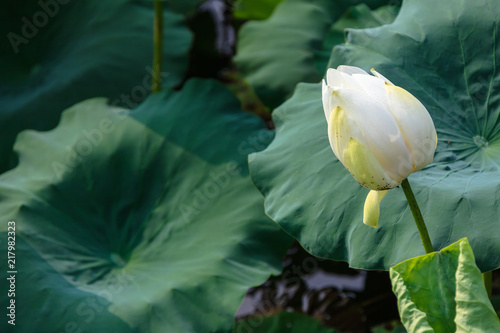 a summer lotus flower