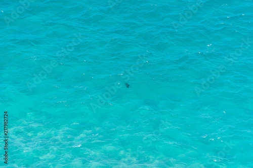 a single turtle in the clear waters at cape byron
