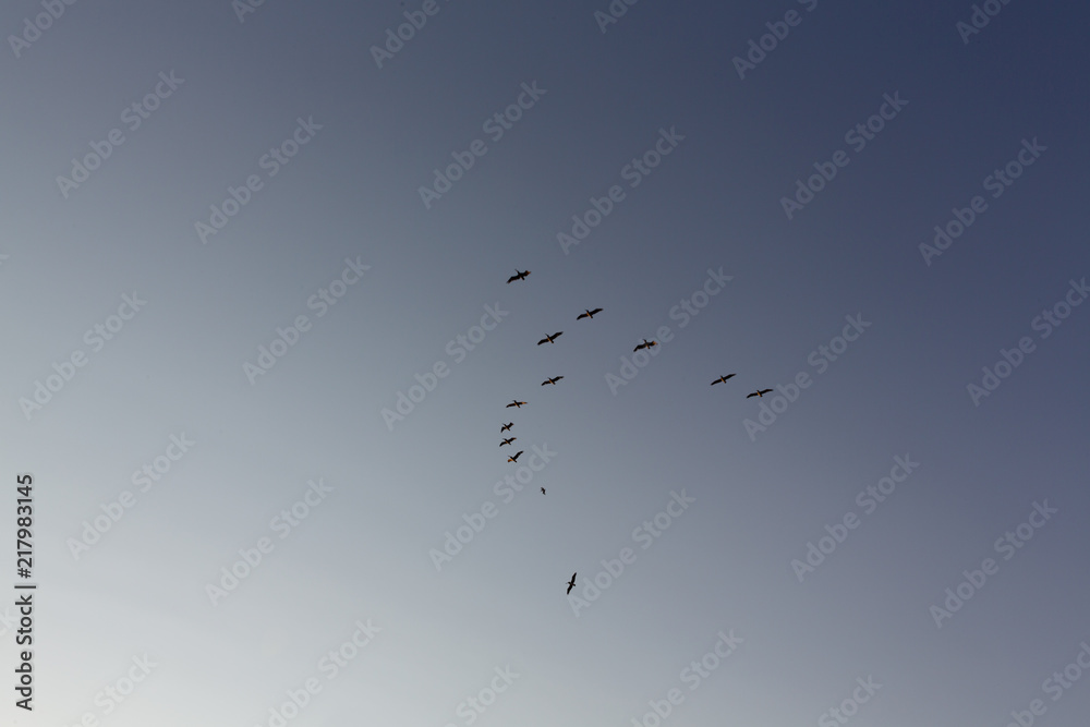 Birds above Battery Mendell