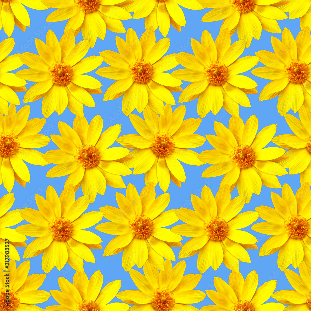 Adonis. Seamless pattern texture of flowers. Floral background, photo collage