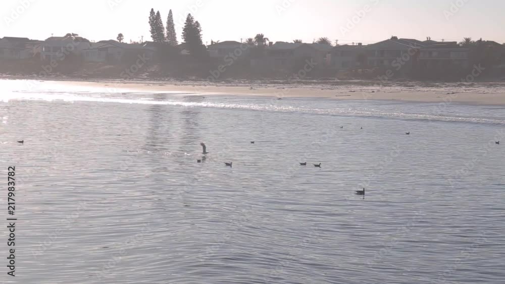 A wide shot of a flock of seagulls paddling on the sea water and one flying off A wide shot of a flock of seagulls paddling on the sea water and one flying off
