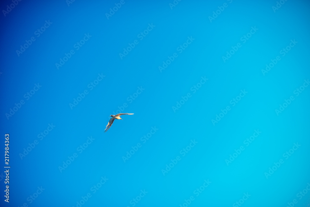 Waved bird Seagull flying over the blue sky