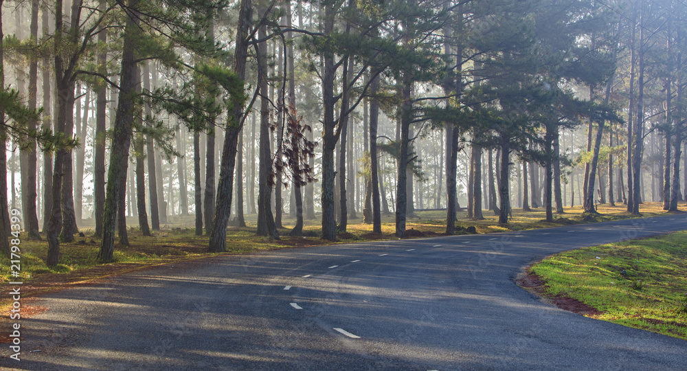 Fototapeta premium Pine forest in sunlight