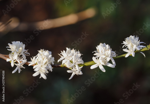 Coffee flower blossoming in coffee tree