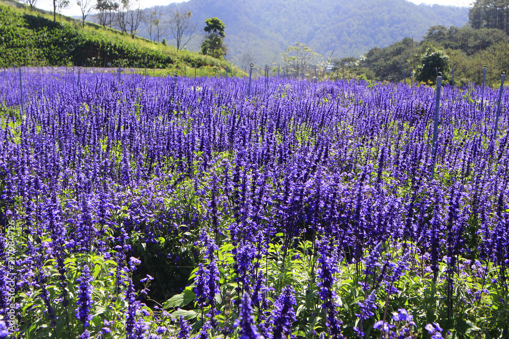 Fototapeta premium salvia in sunlight 