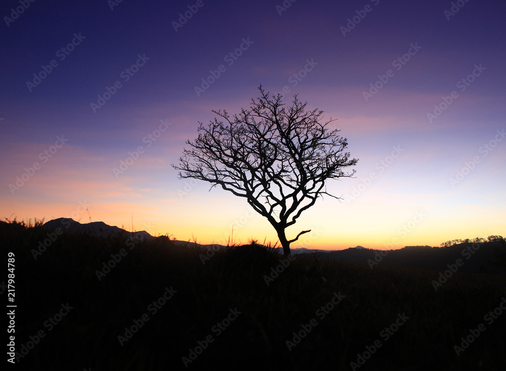 Alone tree in mountain at dawn Alone tree in mountain at dawn