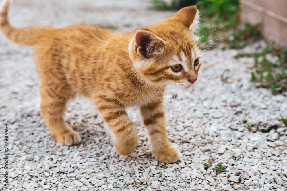 Kitten 10 Kitten 10