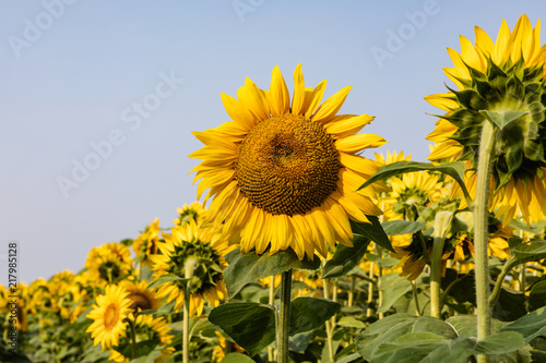 Sunflowers 29