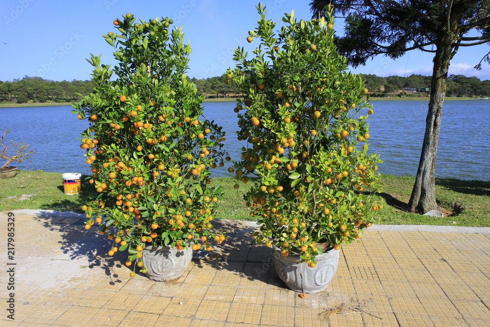 Naklejka premium Kumquat selling in Vietnam market