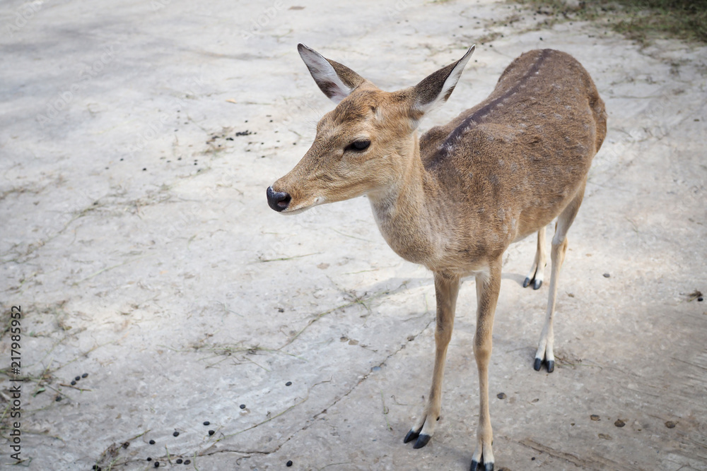 Naklejka premium Brown deer in farm