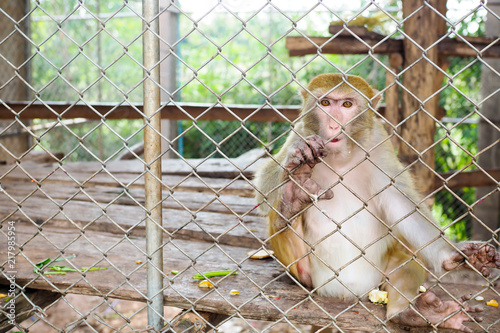 Monkey in cage © apimook