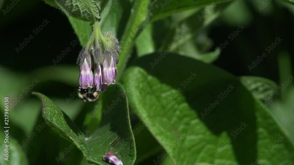 Red-belted bumblebee feeds inside purple flower before flying away. Recorded in slow motion. Red-belted bumblebee feeds inside purple flower before flying away. Recorded in slow motion.