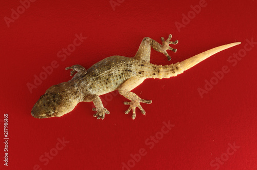 Gecko Lizard photo