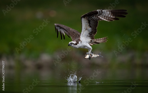 Osprey Catching a Fish