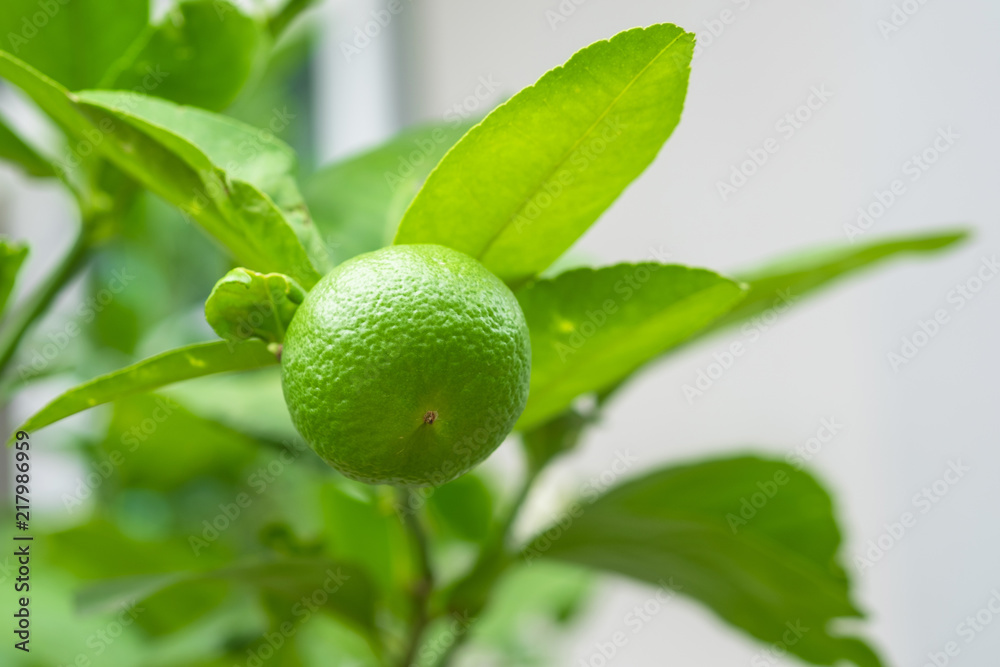Fresh lime on lime tree in an organic garden.