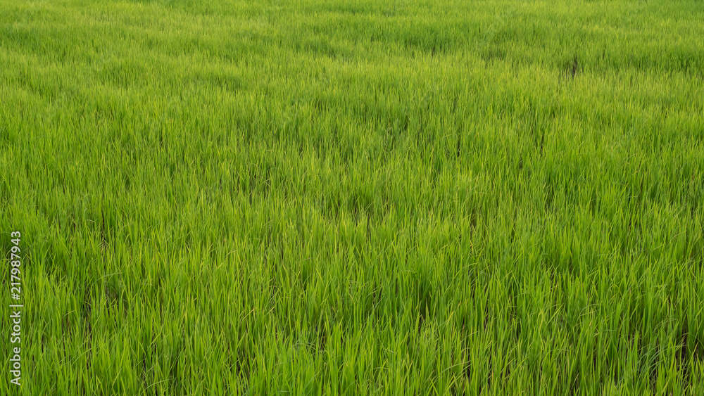 Background from a green rice field in Thailand Background from a green rice field in Thailand