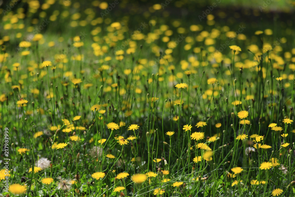 Obraz premium Dandelion garden in wind