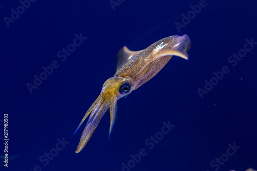 Schilderij op canvas Bigfin reef squid floats in blue water in a diagonal position