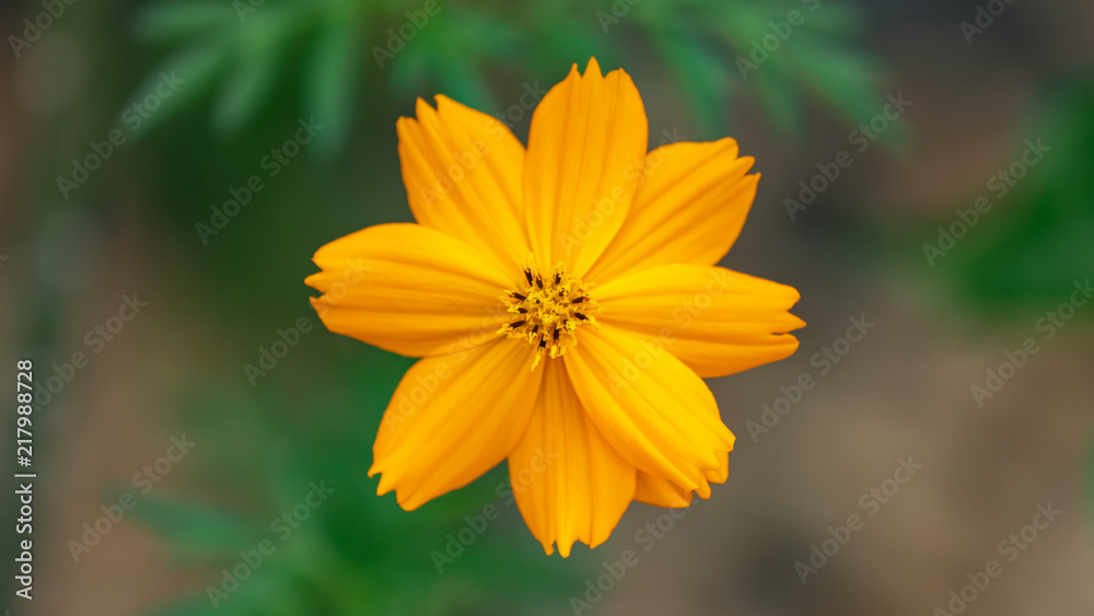 Yellow Flower Yellow Flower