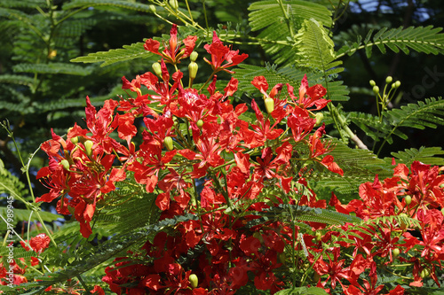 Flamboyant blossming in Vietnam summer photo