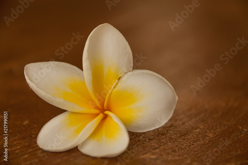 Frangipani on wood table  2 