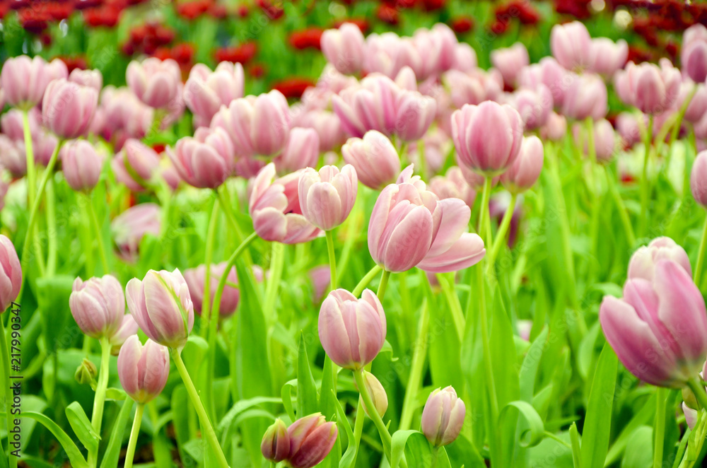 Fototapeta premium Pink Tulip Growing in indoor garden.