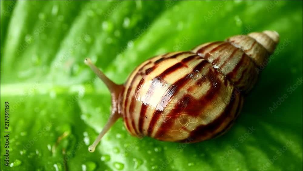 Brown stripe shell snail moving slowly on the vibrant green leaf with water droplets after the rain Brown stripe shell snail moving slowly on the vibrant green leaf with water droplets after the rain