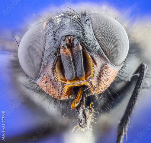 Head of the fly with large eyes and proboscis macro.