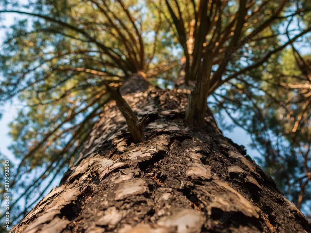The trunk of pine tree in the forest looking up to the crown and sky The trunk of pine tree in the forest looking up to the crown and sky