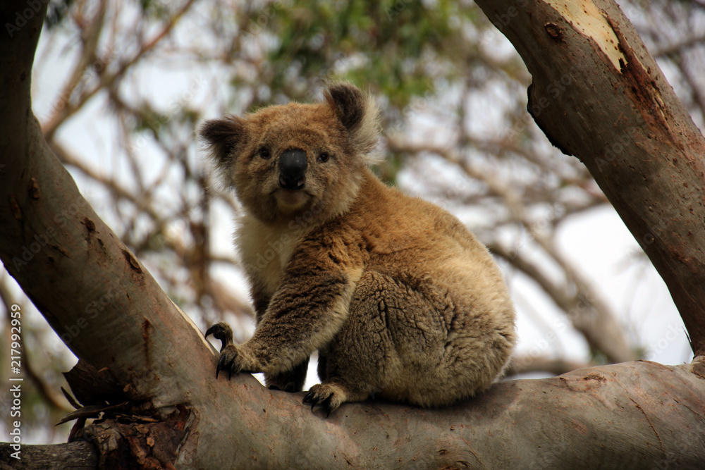 Obraz premium Koala