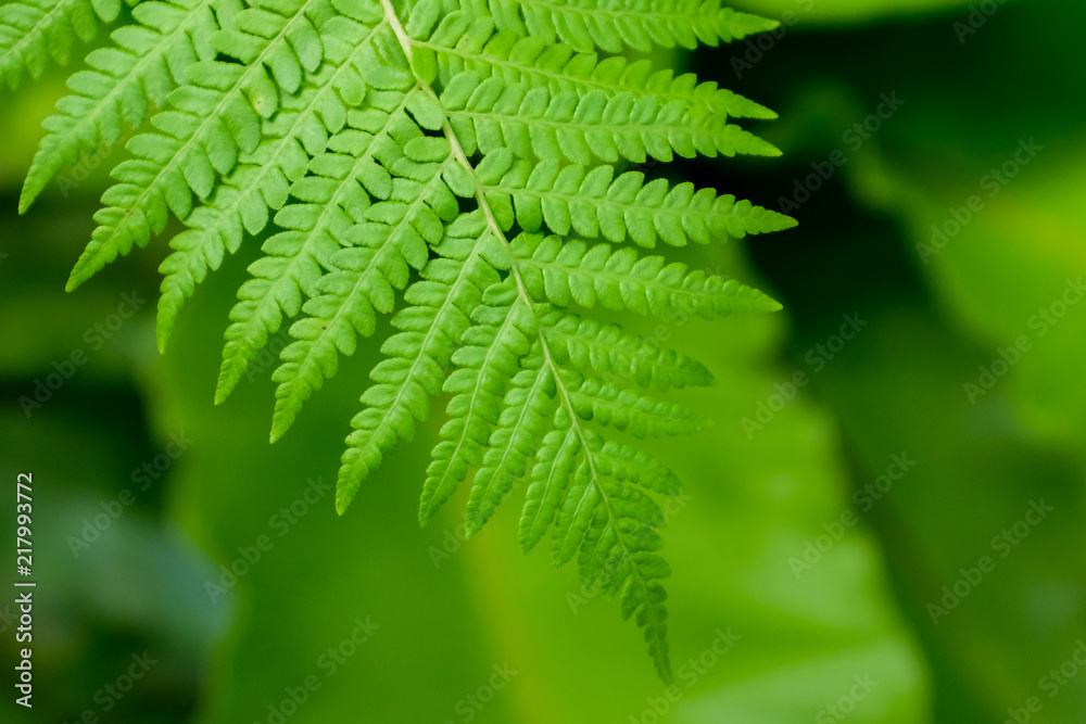 Close up fern leaf Close up fern leaf