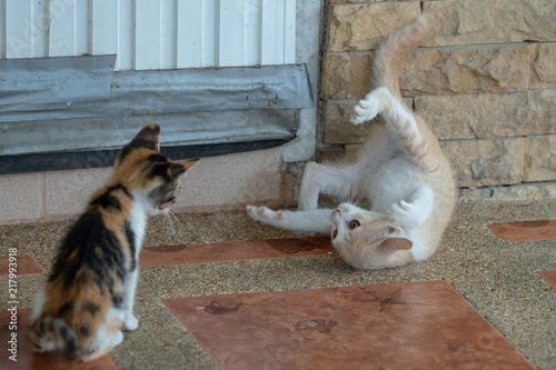 Cuadro en lienzo cat upside down