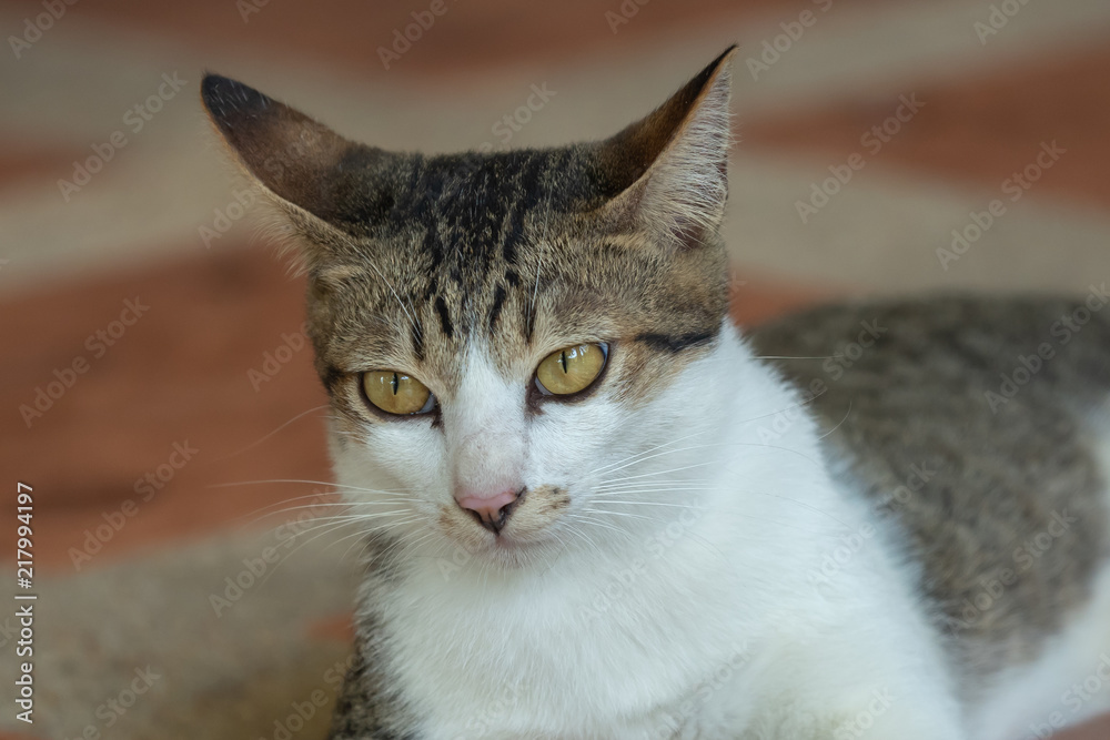 face of the gray and white tabby cat face of the gray and white tabby cat
