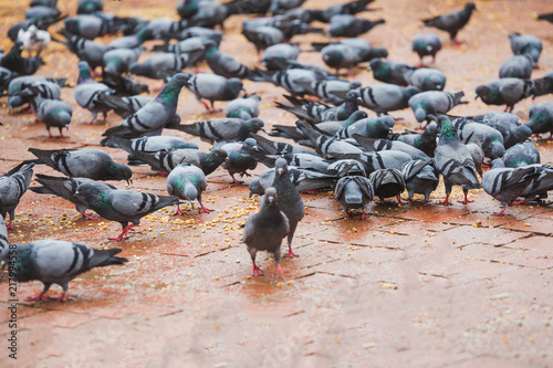 Pigeons Eating Corns at the Temple