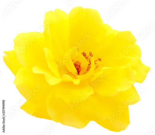 Yellow beautiful rose.