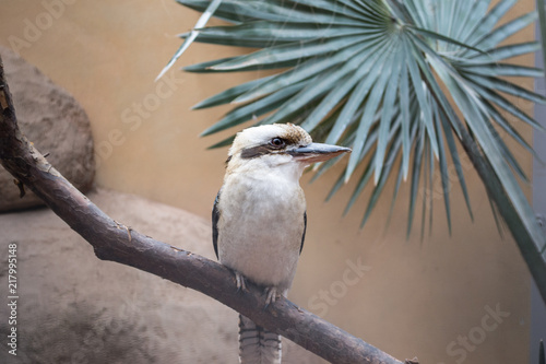 bird on a branch kookaburra (ID: 217995148)