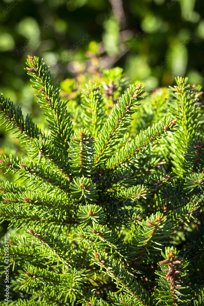 Branch decorative fir close-up in the back yard of a private house Branch decorative fir close-up in the back yard of a private house