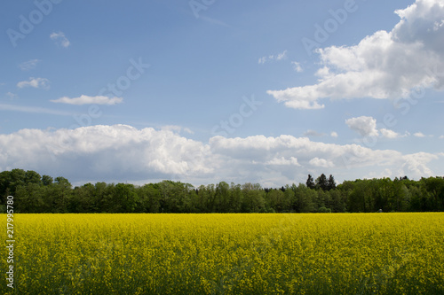 Field of Yellow (ID: 217995780)