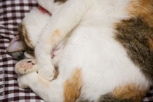 cute calico cat sleeping peacefully
