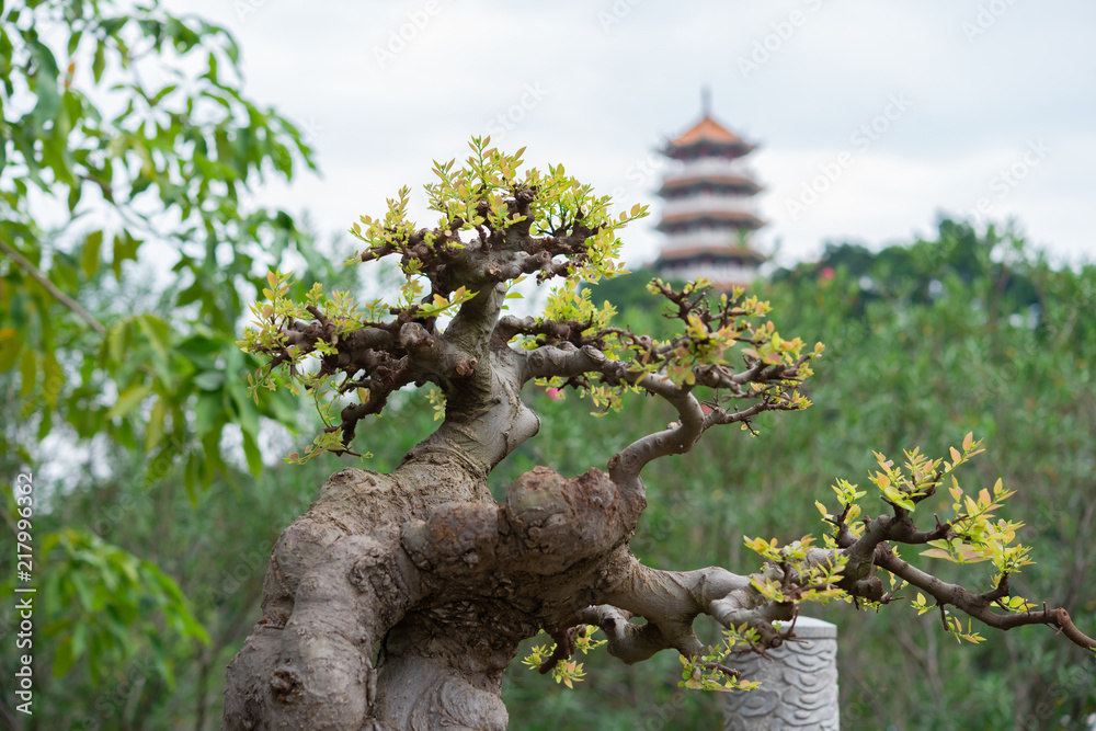 Fototapeta premium bonsai tree in flower pot with oriental background