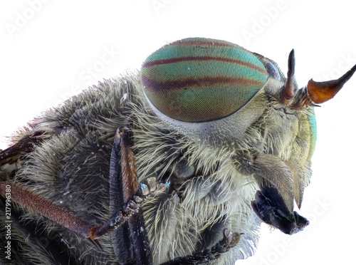 Gadfly. Head with big eyes, mustache and paws, close-up, white background.