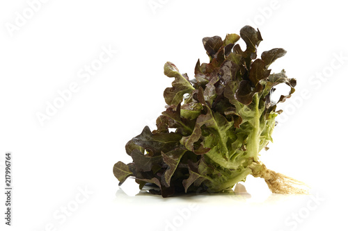 Oak leaf lettuce on a white